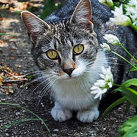 主食冻干猫粮 篇四：高端档次的猫粮有哪些？主食冻干猫粮品牌十大排行