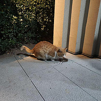 网易严选的公益猫粮，让流浪猫吃口好的