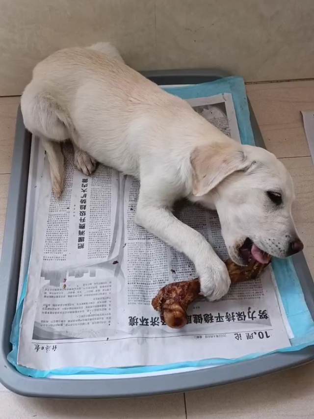 给它根骨头就失去理智