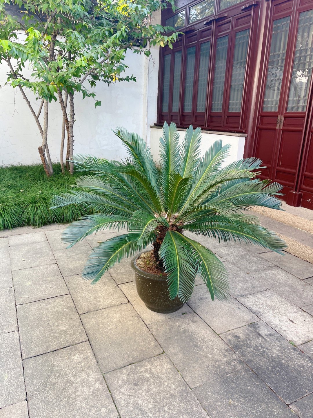 铁树盆栽植物树苗室外大型名贵庭院盆景耐寒绿色长青观叶铁树苗 /p> p