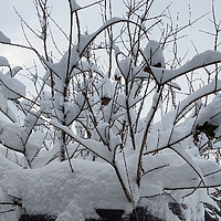 冬雪的寓言