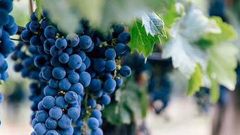 2023年葡萄酒行业十大新闻，你最关注哪个？| 盘点回顾