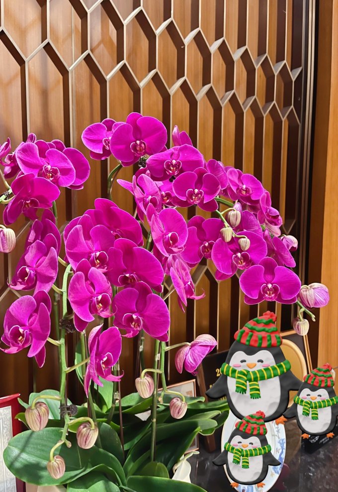 爱优尚鲜花绿植
