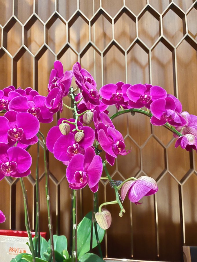爱优尚鲜花绿植