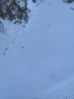 这块雪地没破坏适合撒欢，南方的小朋友看见特别开心