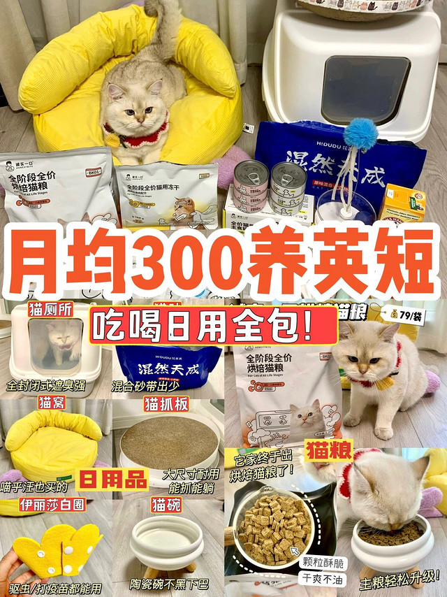 猫咪喂养篇