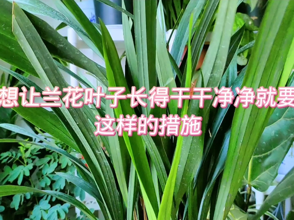 冬天室内养兰花，做好两个重点，叶子干干净