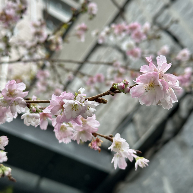 在12月的京都街头，看到了樱花？？