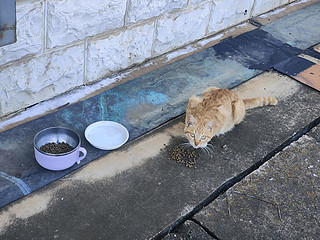 碗里有的它们不吃，非要吃地下的，搞不懂的流浪猫