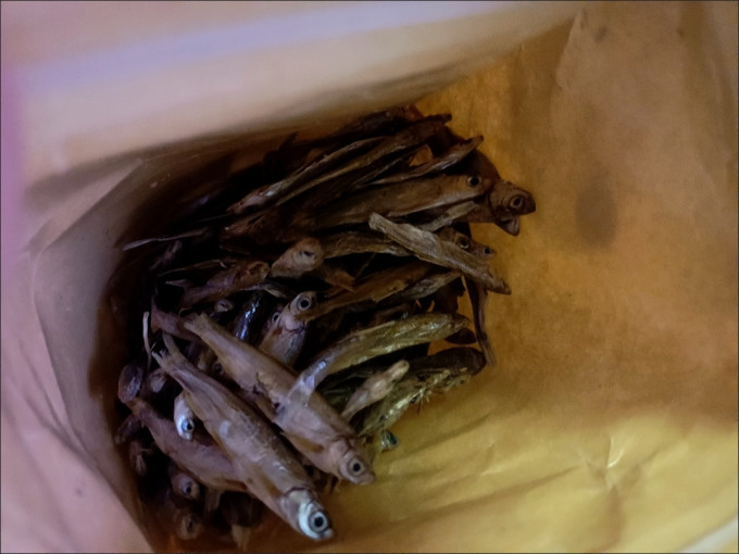 盼斯兔猫零食
