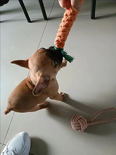 狗狗磨牙绳结胡萝卜