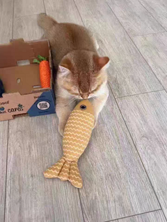 反正鱼猫猫玩具