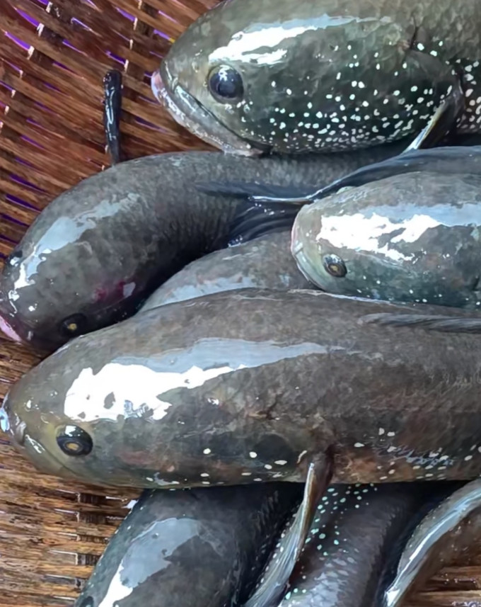 多少年没看过野生的七星鱼了