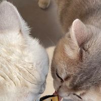 猫咪也爱吃的秘密武器！
