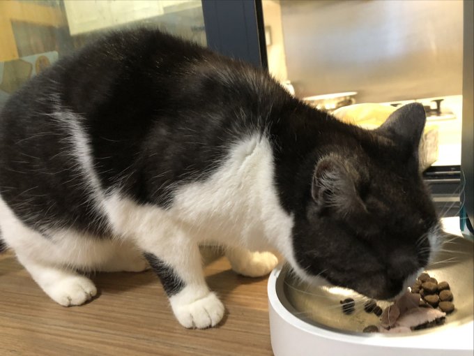 酷乐客猫零食