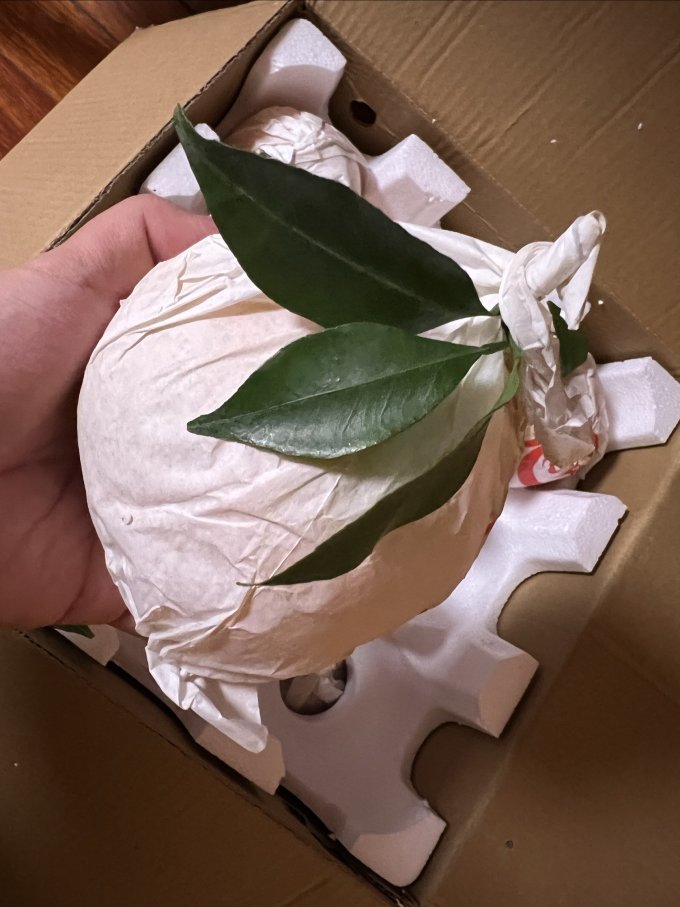 新鲜水果