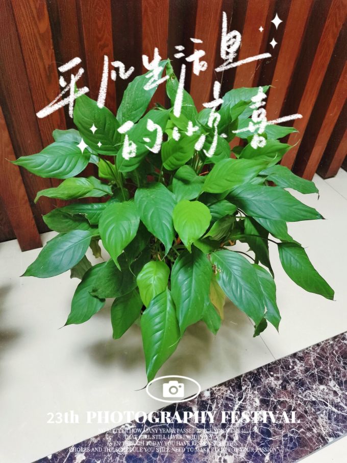 恰意鲜花绿植