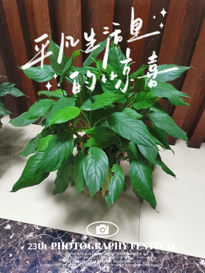 恰意鲜花绿植
