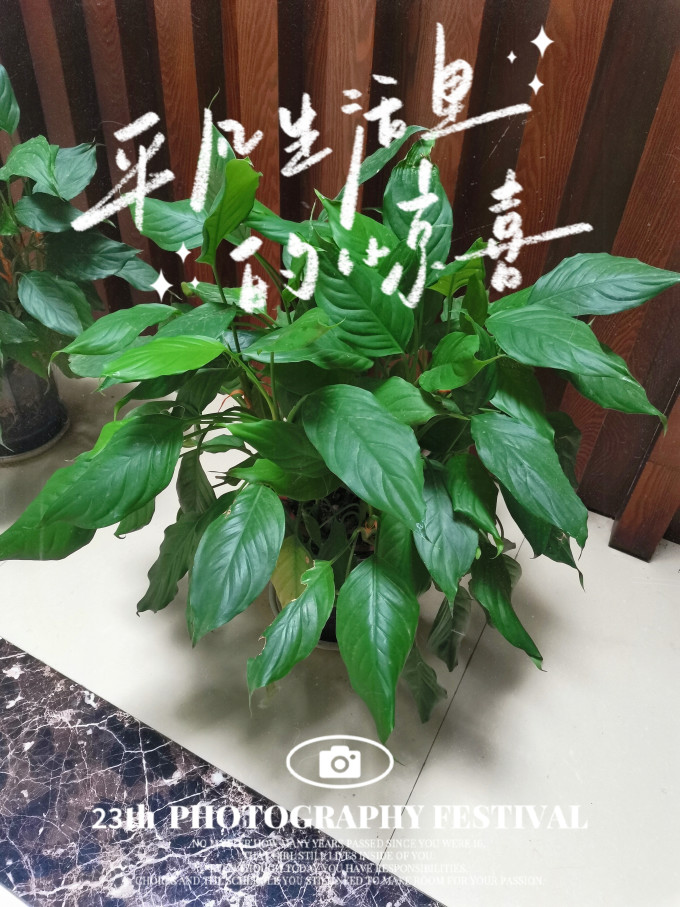 恰意鲜花绿植