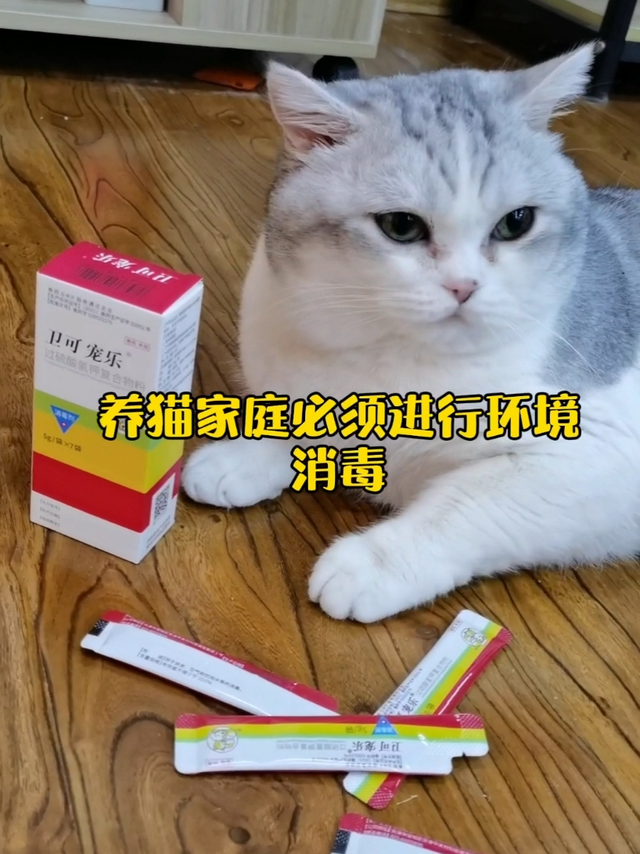 养猫家庭，如何做到彻底消毒？