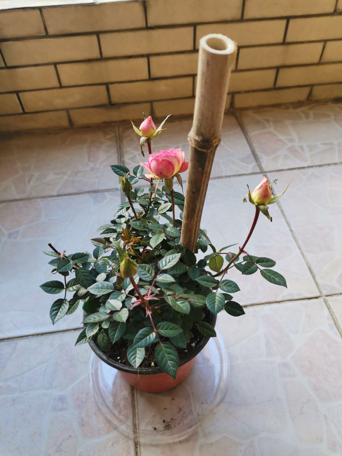 天狼鲜花绿植