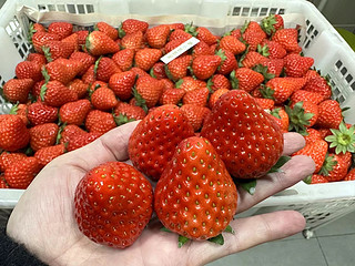 🍓👀今天是红颜草莓味的一天🍓