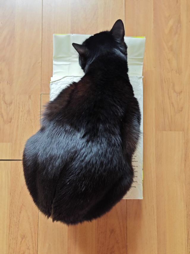 还没开袋呢，你上去刨猫砂干嘛？！