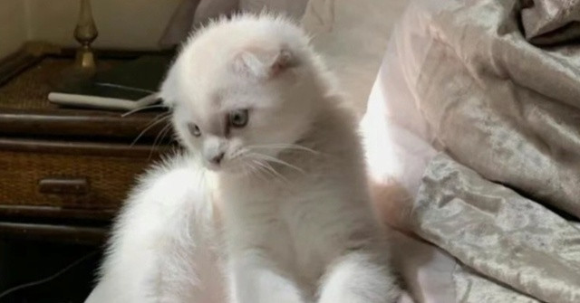 宠物也要过新年。