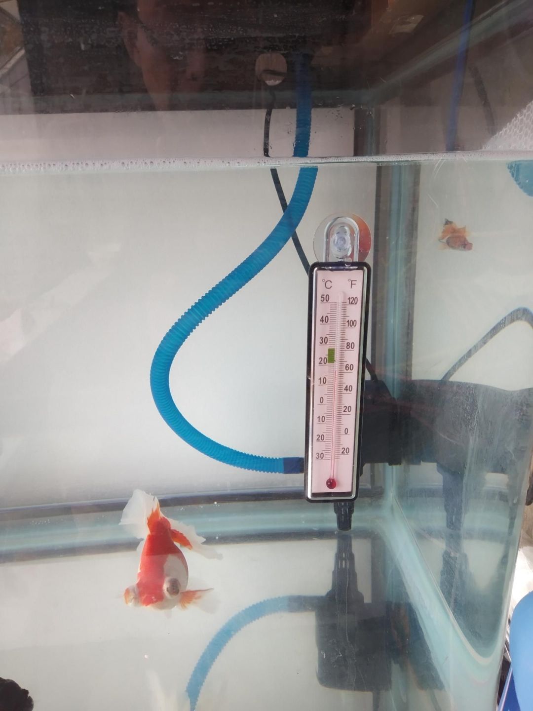 鱼缸水温计温度计 防撞温度计水族箱测温度测水温龟缸草缸买2送1