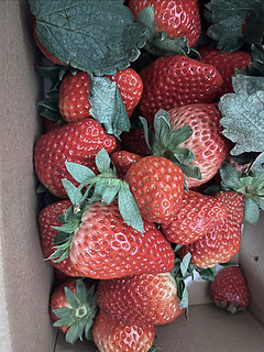 又到一年草莓季