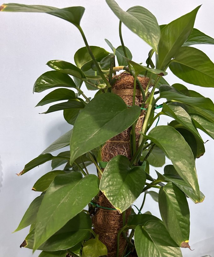 苏墨的墨鲜花绿植