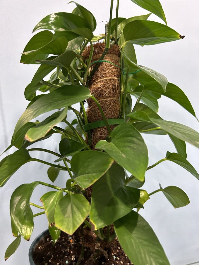 苏墨的墨鲜花绿植