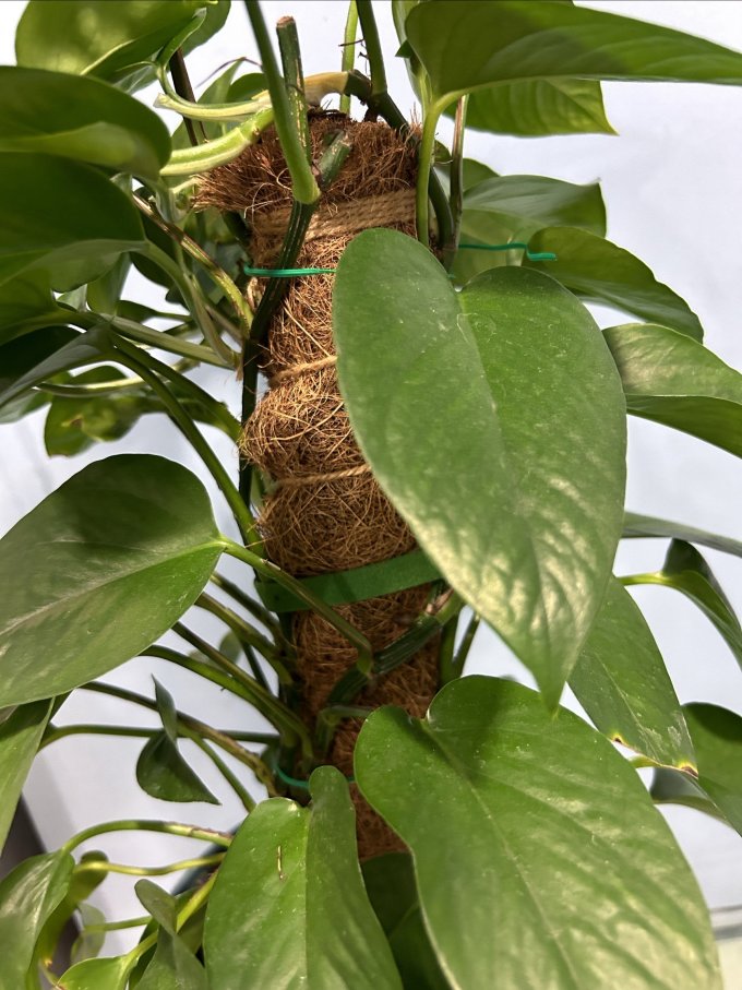 苏墨的墨鲜花绿植