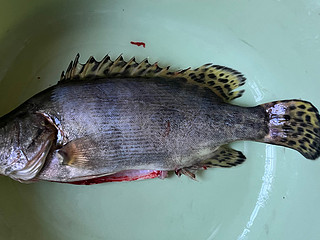 28元买了一条豹纹尾鱼🐟