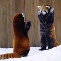 小浣（×wán○huàn）熊和小熊猫你分的清吗？