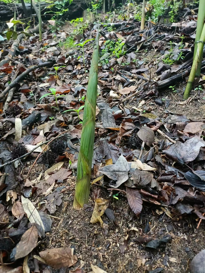 鲜窝窝其他干货