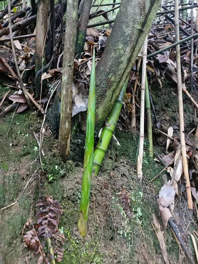 鲜窝窝其他干货