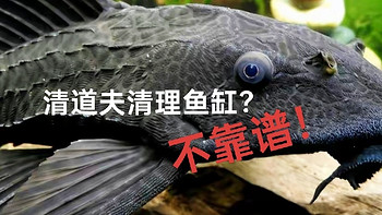 想让清道夫鱼能帮你清洁鱼缸？不靠谱！它只会害了你的鱼缸