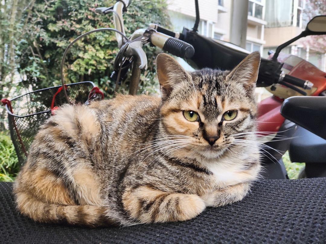 流浪猫占领了停车棚，坐垫上和花盆里都是小猫咪