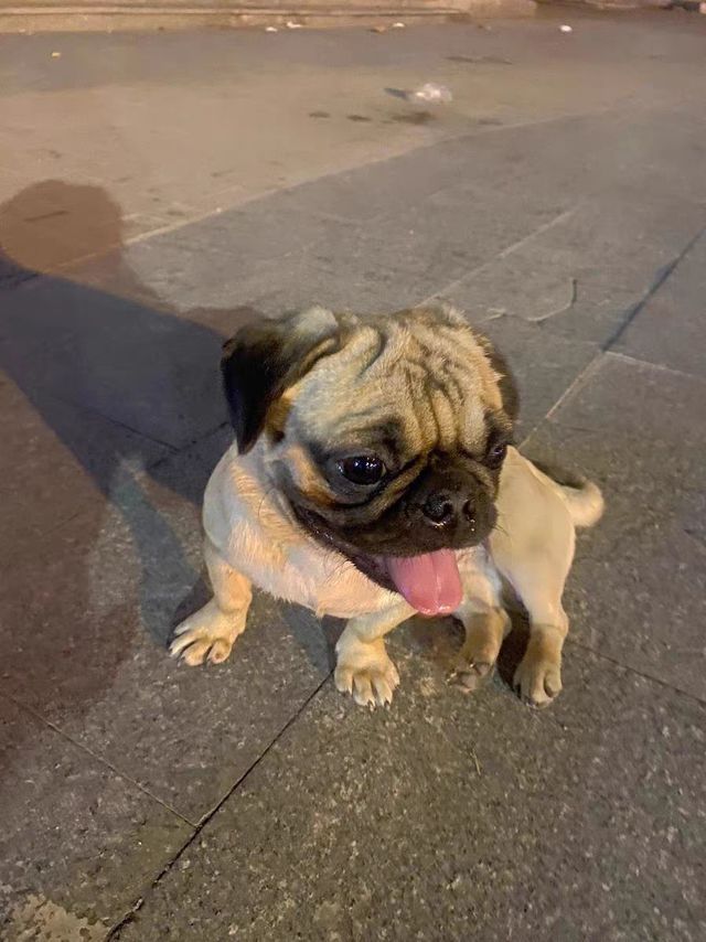 狗粮年货必备