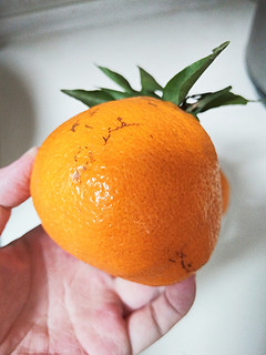 春见丑橘也是很受大家欢迎的年货～