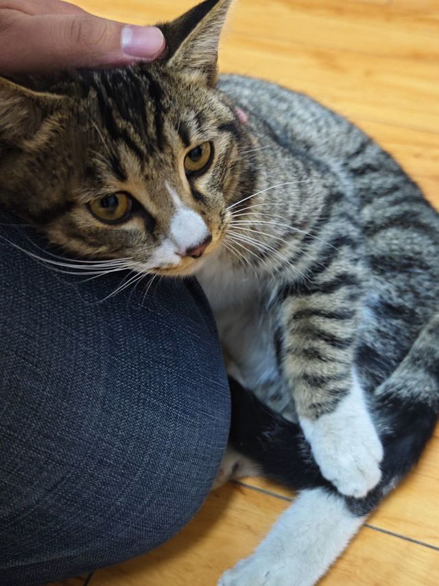 捡了一只猫家人们，新年的招财猫！