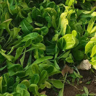 公婆在小院里种的青菜