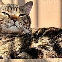 太阳真好(＾_＾✿)☀️看看小猫咪在阳台上享受阳光浴