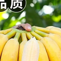 小米蕉，大健康！自然成熟，健康美味带回家！