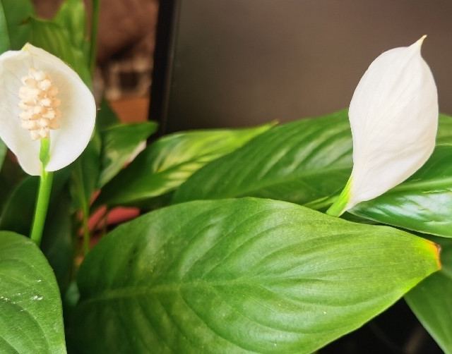 这白掌开花后真的好好看