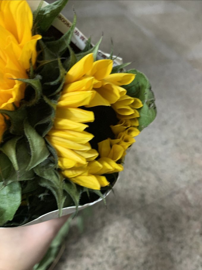 西子悦鲜花绿植