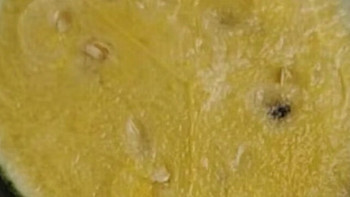 京鲜生国产特小凤黄瓤西瓜1粒单果1.25kg起生鲜水果
