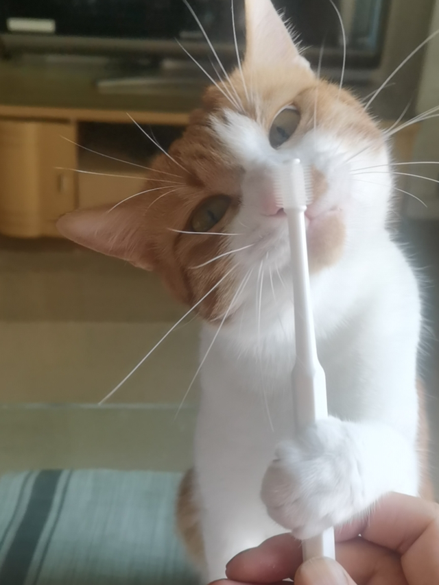 我们的目标是———没蛀牙！