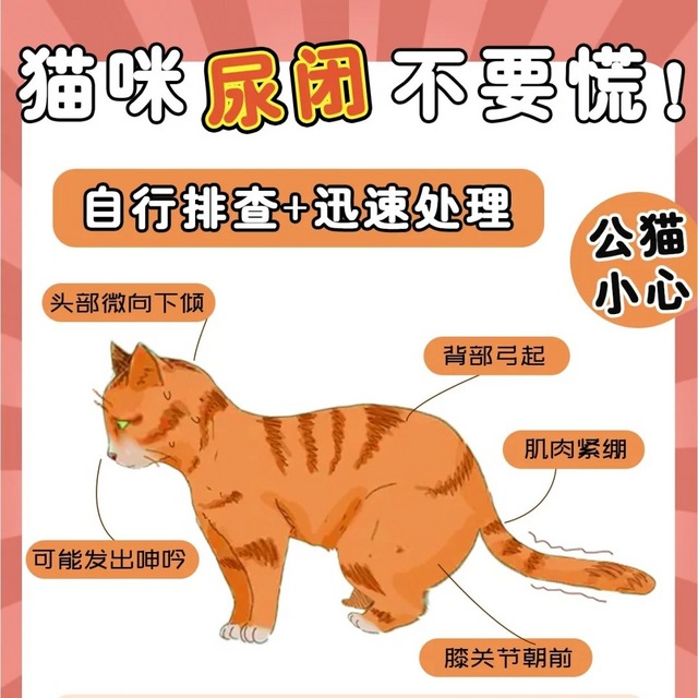 猫咪总是尿不出❓尿闭症状自查➕处理方法